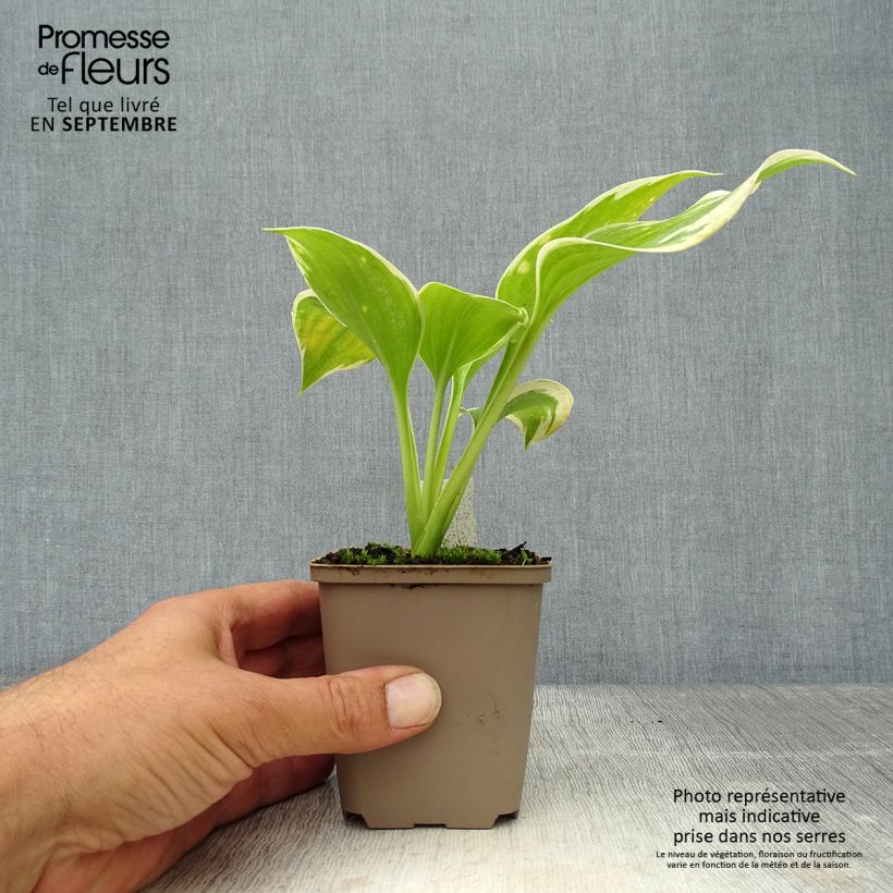 Example of Hosta Liberty - Garten-Funkie Kleine Töpfe von 8/9 cm as you get in automne