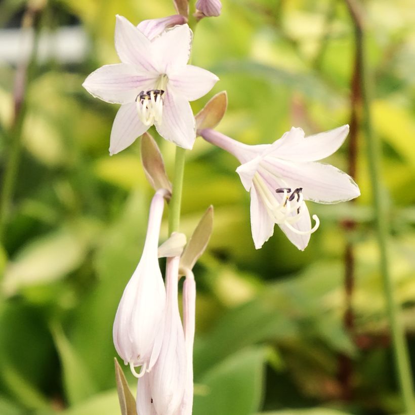 Hosta Liberty - Garten-Funkie (Flowering)