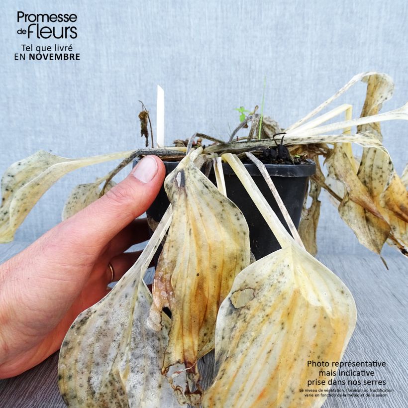 Example of Hosta Liberty - Garten-Funkie Topf mit 1,5L/2L as you get in automne