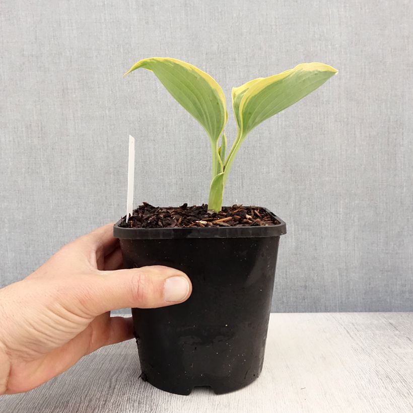 Exemplar von Hosta Liberty - Garten-Funkie Topf mit 1,5L/2L wie im Frühjahr geliefert