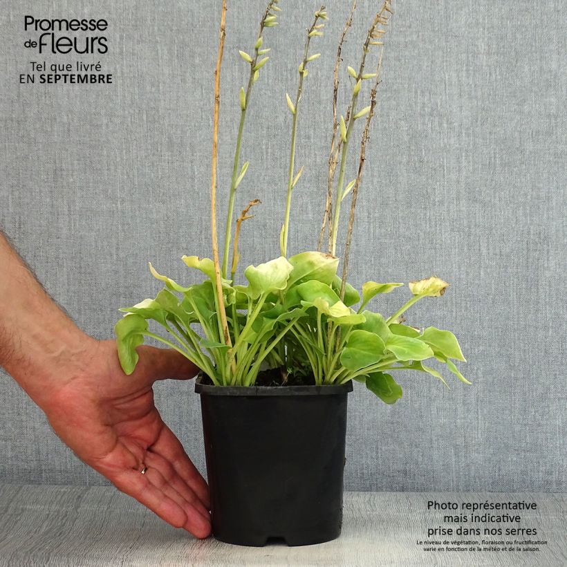 Example of Hosta Limey Lisa - Garten-Funkie Topf mit 1,5L/2L as you get in ete