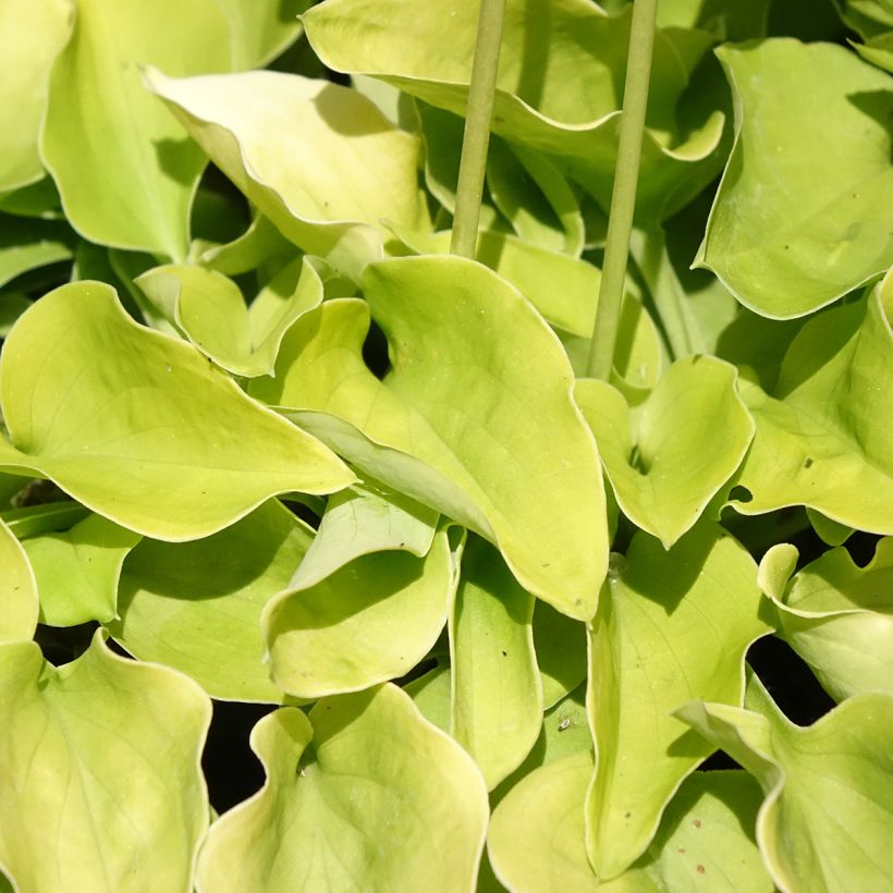 Hosta Limey Lisa - Garten-Funkie (Foliage)