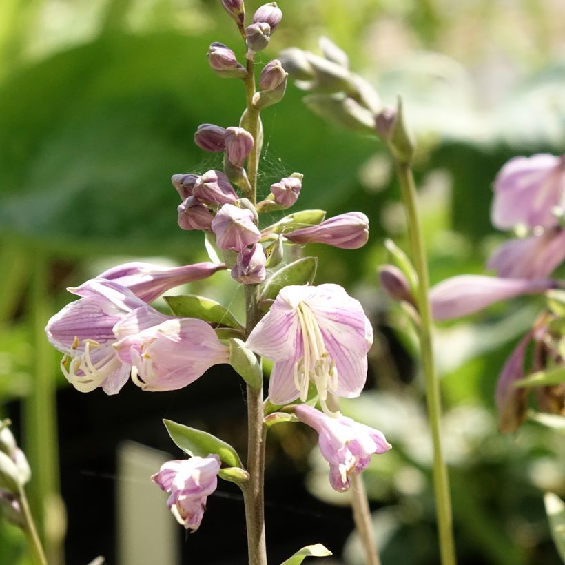 Hosta Limey Lisa - Garten-Funkie (Flowering)