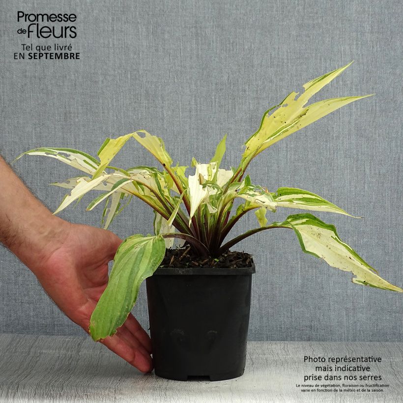 Example of Hosta Lipstick Kiss - Garten-Funkie Topf mit 1,5L/2L as you get in ete