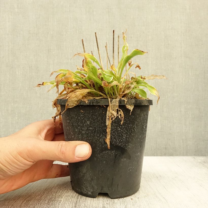 Example of Hosta Little Devil - Garten-Funkie Topf mit 1,5L/2L as you get in automne