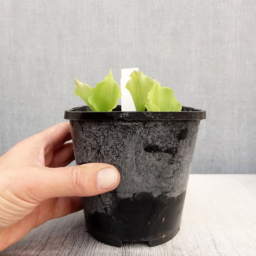 Exemplar von Hosta Marilyn Monroe - Garten-Funkie Topf mit 1,5L/2L wie im Frühjahr geliefert