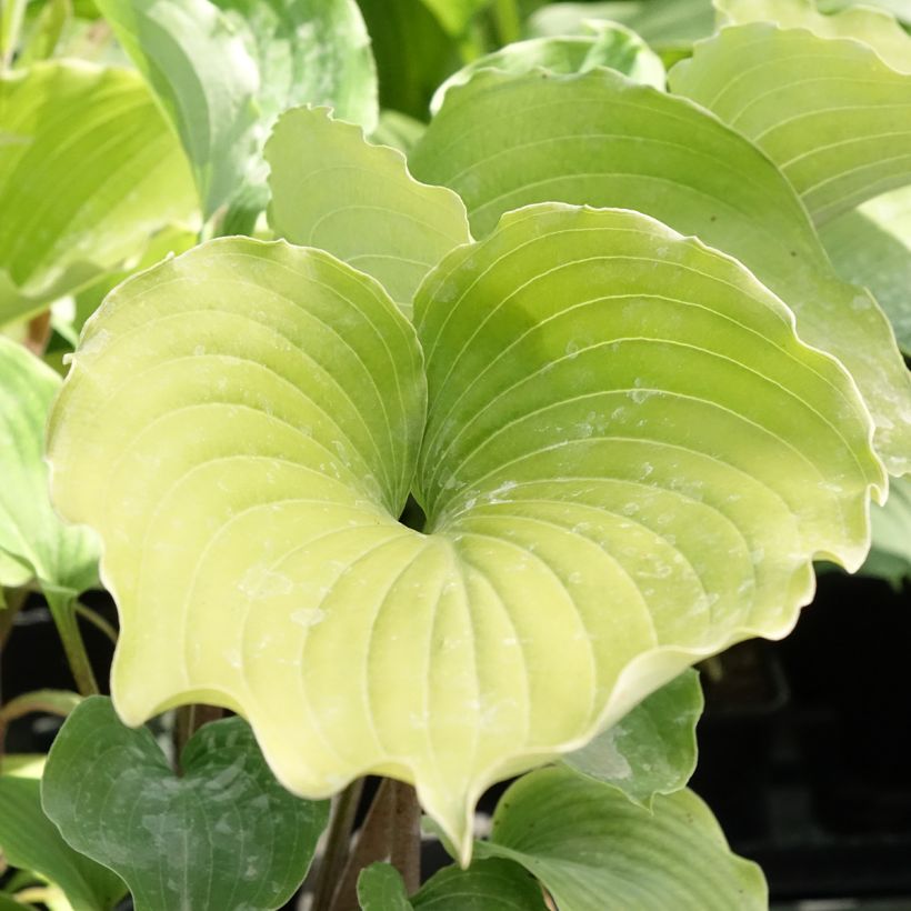 Hosta Marilyn Monroe - Garten-Funkie (Foliage)