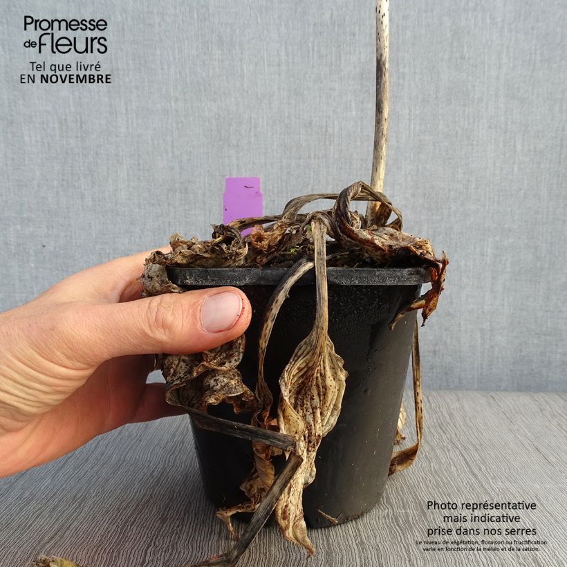 Example of Hosta Midnight at the Oasis - Garten-Funkie Topf mit 1,5L/2L as you get in automne