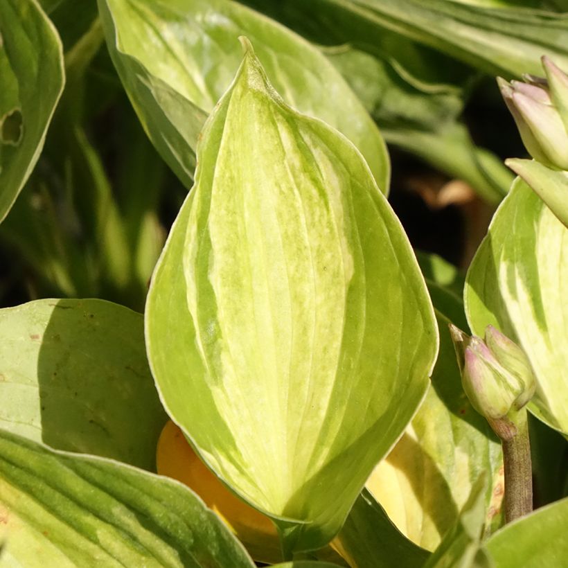 Hosta Midnight at the Oasis - Garten-Funkie (Foliage)