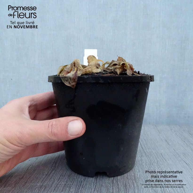 Example of Hosta Mighty Mouse - Garten-Funkie Topf mit 1,5L/2L as you get in automne