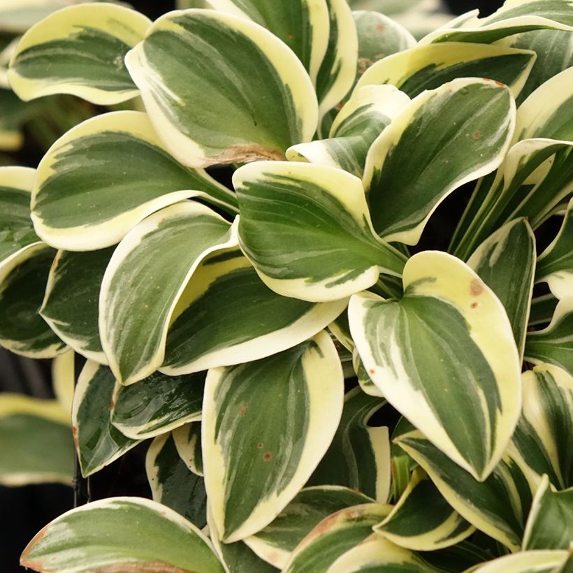 Hosta Mighty Mouse - Garten-Funkie (Foliage)