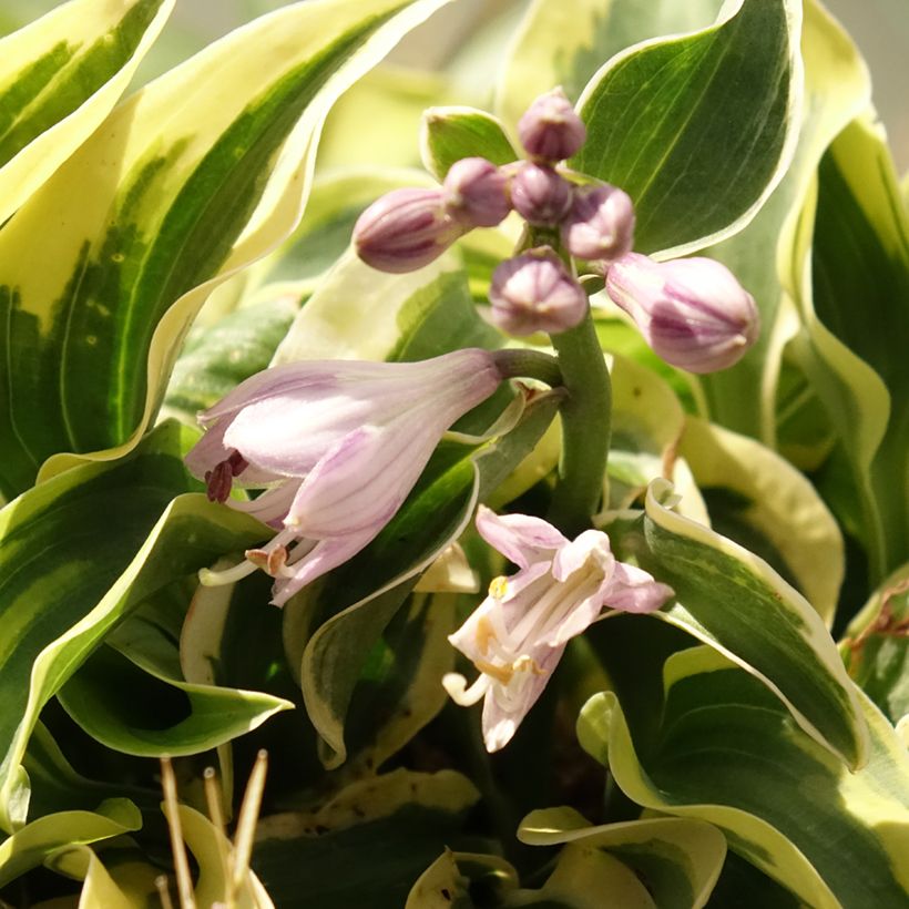 Hosta Mini Skirt - Garten-Funkie (Flowering)