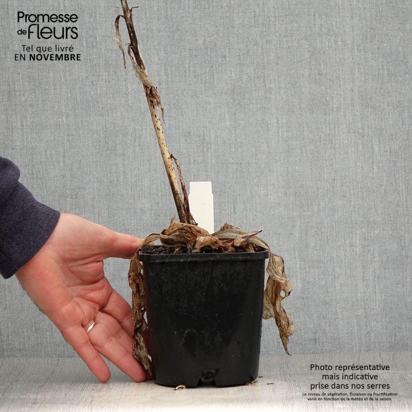 Example of Hosta Minuteman - Garten-Funkie Topf mit 1,5L/2L as you get in automne