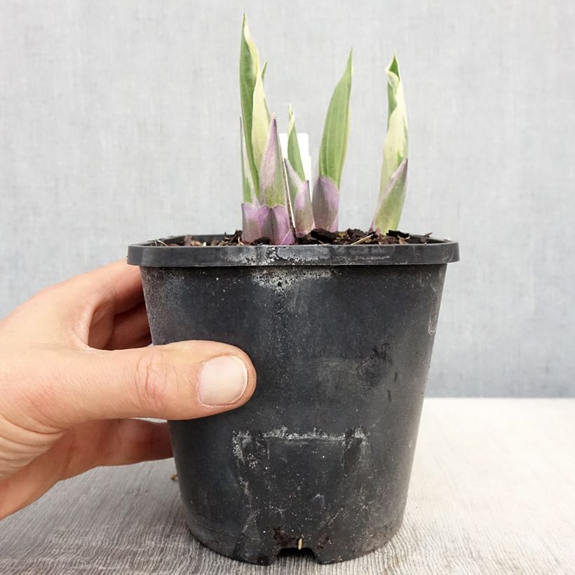 Exemplar von Hosta Minuteman - Garten-Funkie Topf mit 1,5L/2L wie im Frühjahr geliefert