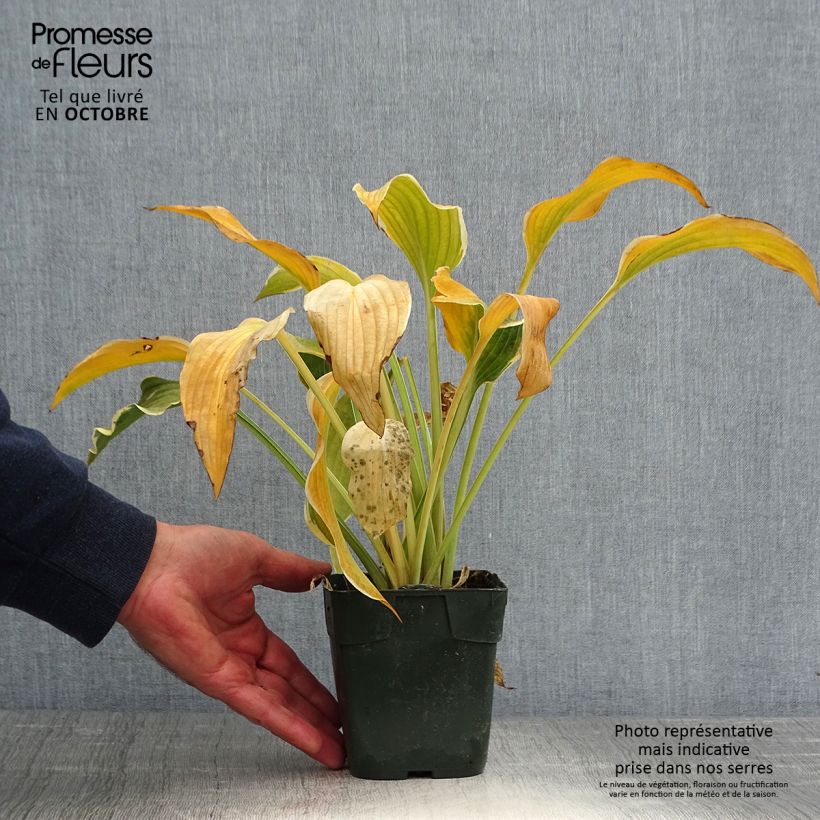 Example of Hosta montana Yellow River - Garten-Funkie Kleine Töpfe von 8/9 cm as you get in automne