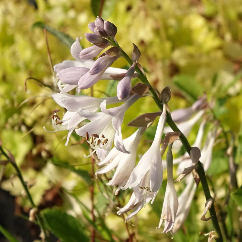 Hosta montana Yellow River - Garten-Funkie (Flowering)