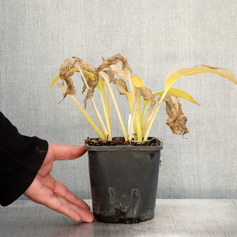 Example of Hosta montana Yellow River - Garten-Funkie Topf mit 1,5L/2L as you get in automne