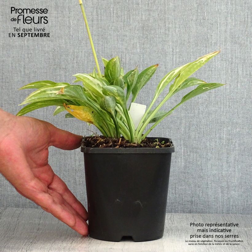 Example of Hosta Moulin Rouge - Garten-Funkie Topf mit 1,5L/2L as you get in ete