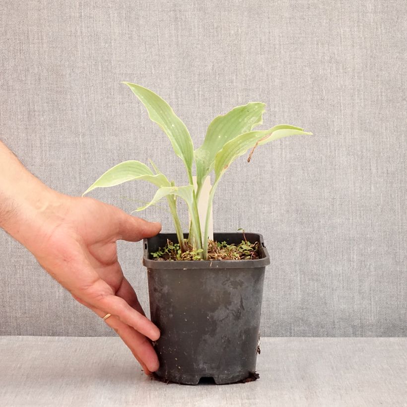 Example of Hosta Neptune - Garten-Funkie Topf mit 1,5L/2L as you get in ete