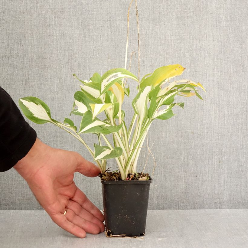 Exemplar von Hosta Night Before Christmas - Garten-Funkie Kleine Töpfe von 8/9 cm wie im Herbst geliefert