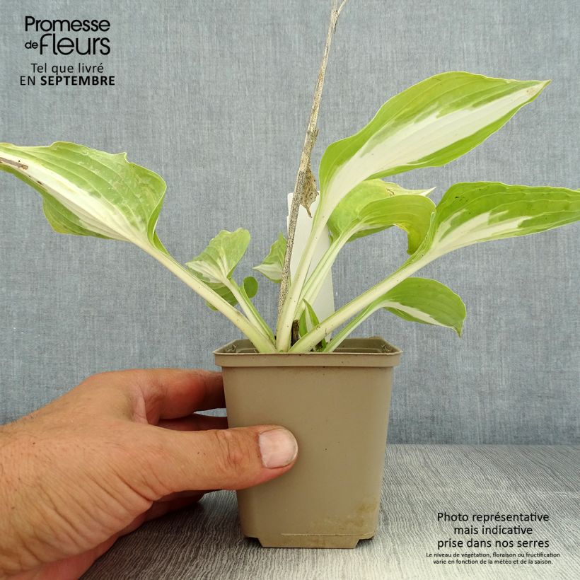 Example of Hosta Night Before Christmas - Garten-Funkie Kleine Töpfe von 8/9 cm as you get in ete