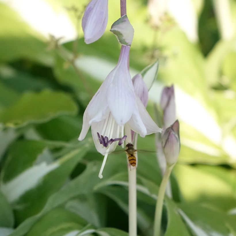 Hosta Night Before Christmas - Garten-Funkie (Flowering)