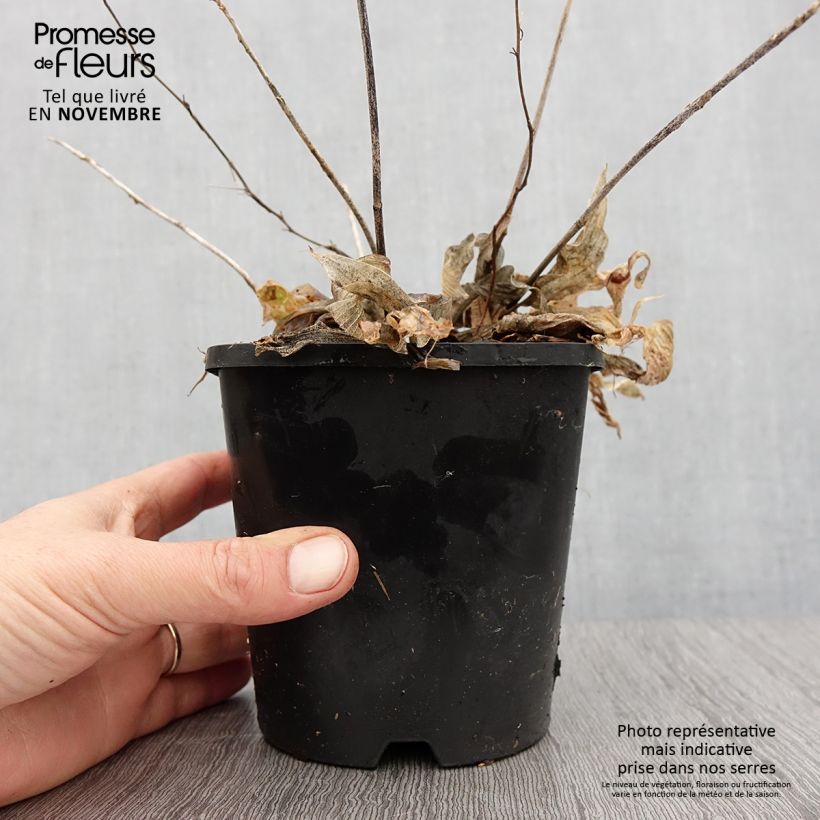 Example of Hosta Obi-One Kenobi - Garten-Funkie Topf mit 1,5L/2L as you get in automne