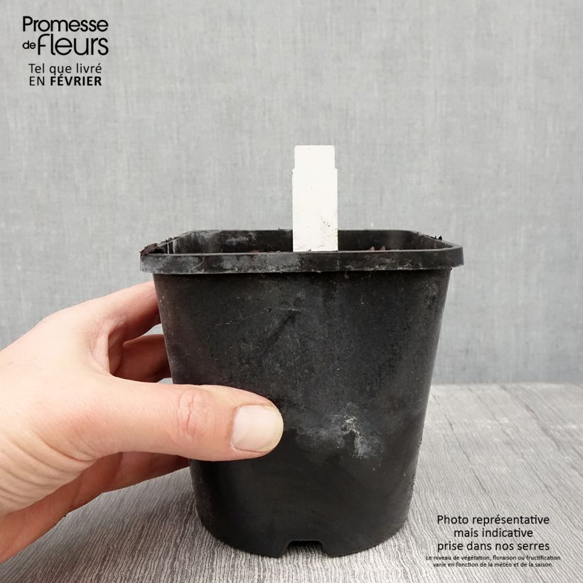 Exemplar von Hosta Obi-One Kenobi - Garten-Funkie Topf mit 1,5L/2L wie im Winter geliefert