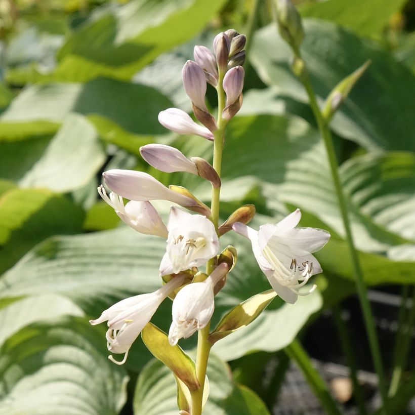 Hosta Orange Marmelade - Garten-Funkie (Flowering)