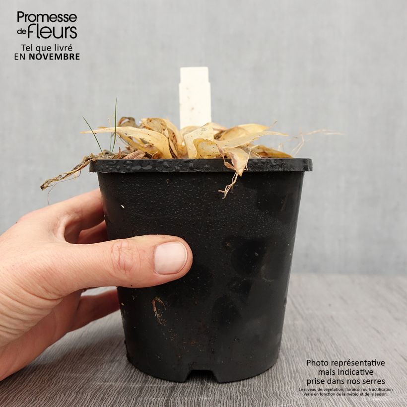 Example of Hosta Orange Star - Garten-Funkie Topf mit 1,5L/2L as you get in automne