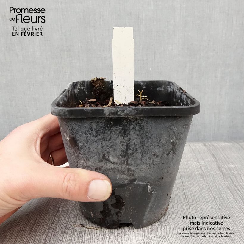 Exemplar von Hosta Orange Star - Garten-Funkie Topf mit 1,5L/2L wie im Winter geliefert