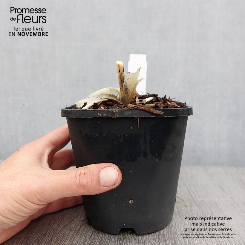 Example of Hosta Orion's Belt - Garten-Funkie Topf mit 1,5L/2L as you get in automne