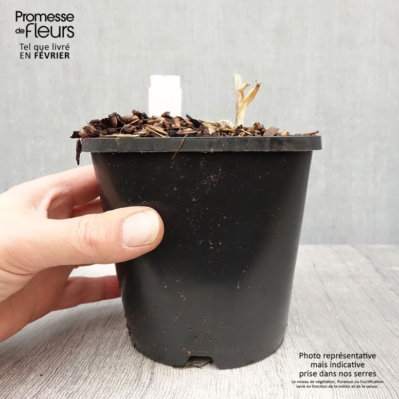 Exemplar von Hosta Orion's Belt - Garten-Funkie Topf mit 1,5L/2L wie im Winter geliefert