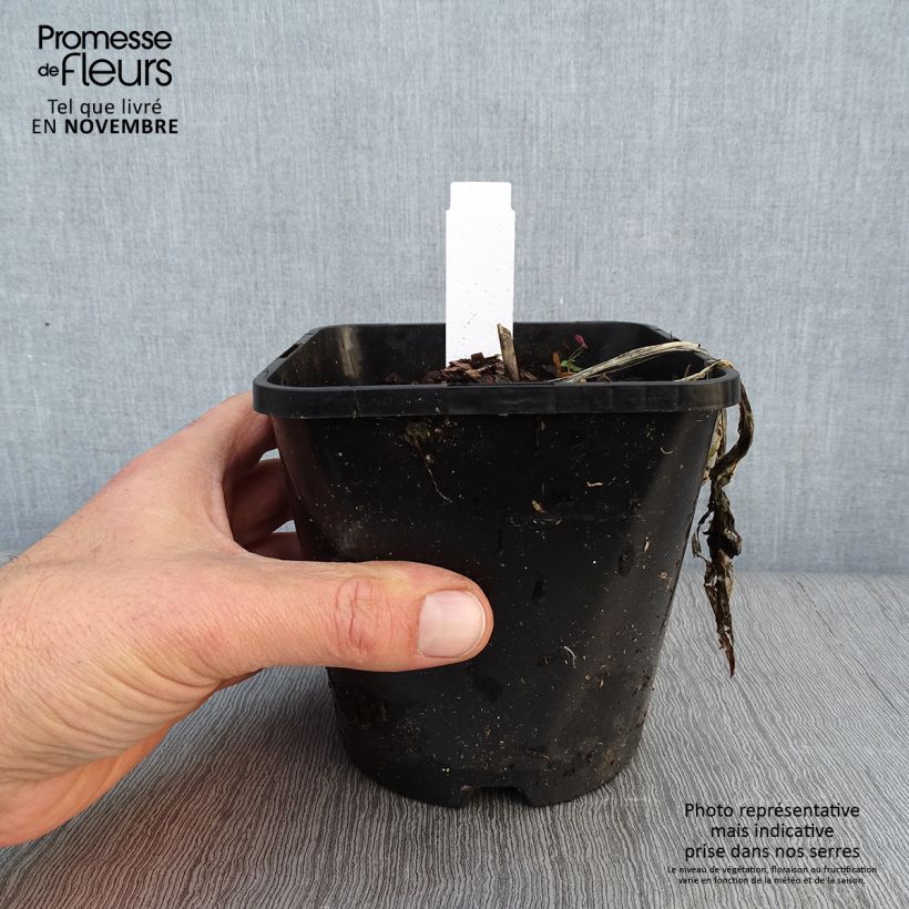 Example of Hosta Fireworks - Garten-Funkie Topf mit 1,5L/2L as you get in automne