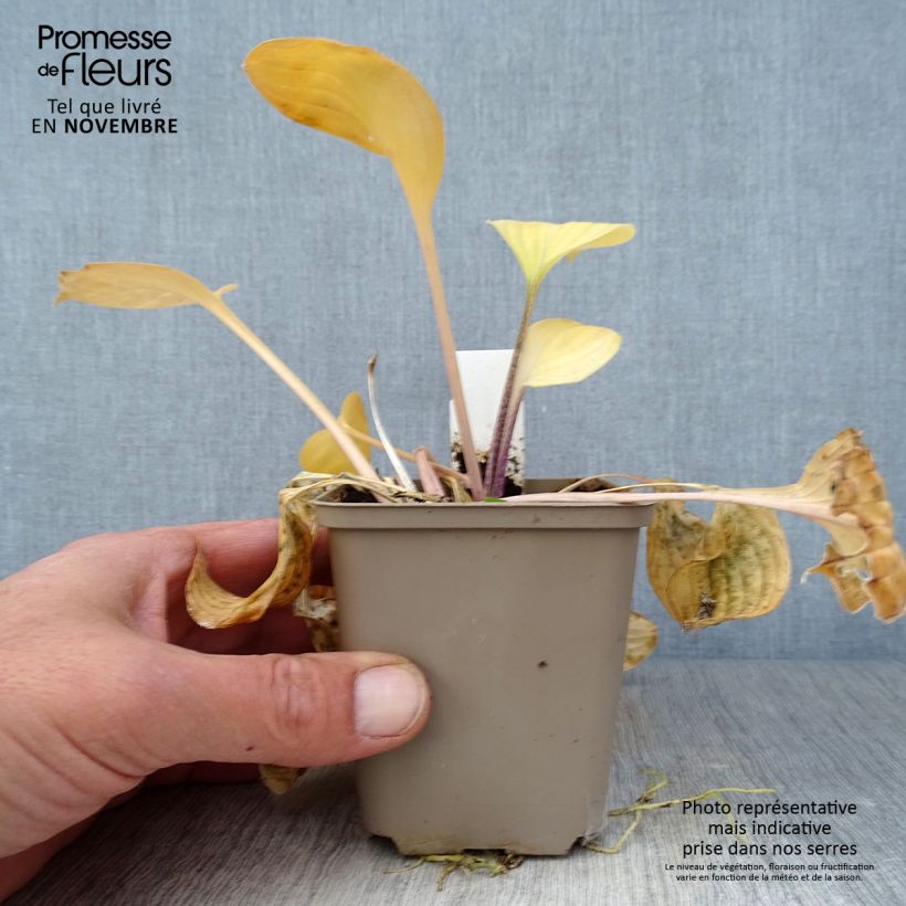 Example of Hosta Paradise Island - Garten-Funkie Kleine Töpfe von 8/9 cm as you get in automne
