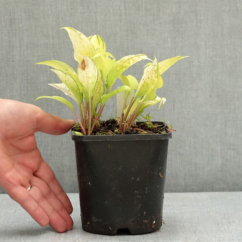 Exemplar von Hosta Paradise Island Pot de 1,5L/2L wie im Sommer geliefert
