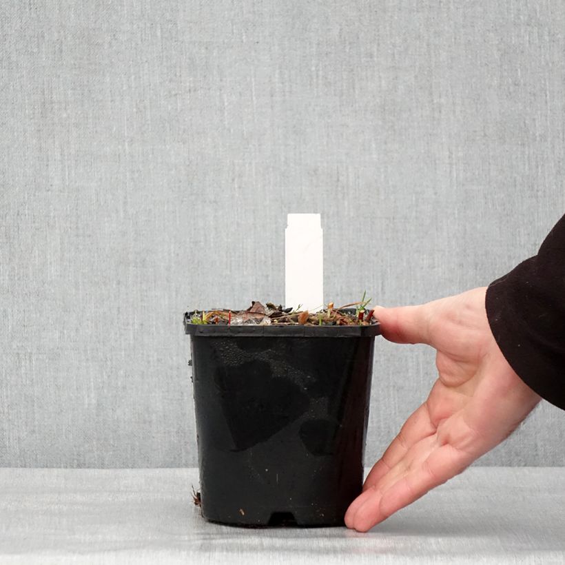 Example of Hosta Paradise Island - Garten-Funkie Topf mit 1,5L/2L as you get in hiver