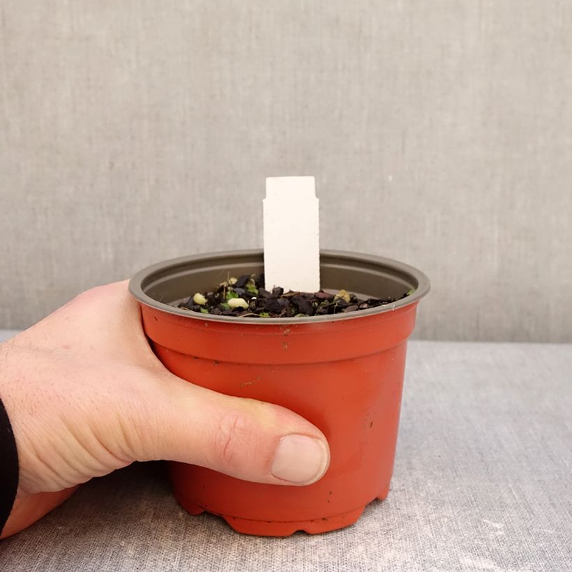 Exemplar von Hosta Party Streamers - Funkie Topf 12 cm / 13 cm wie im Winter geliefert