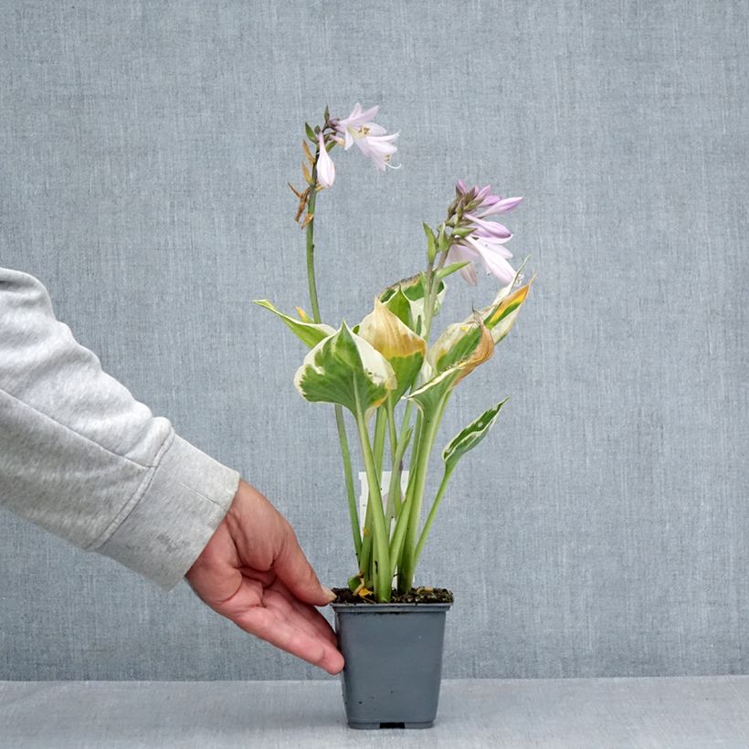 Exemplar von Hosta fortunei Patriot's Fire - Garten-Funkie Kleine Töpfe von 8/9 cm wie im Sommer geliefert