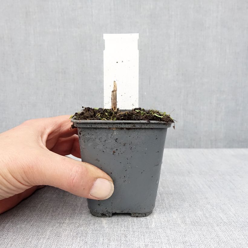 Exemplar von Hosta fortunei Patriot's Fire - Garten-Funkie Kleine Töpfe von 8/9 cm wie im Frühjahr geliefert