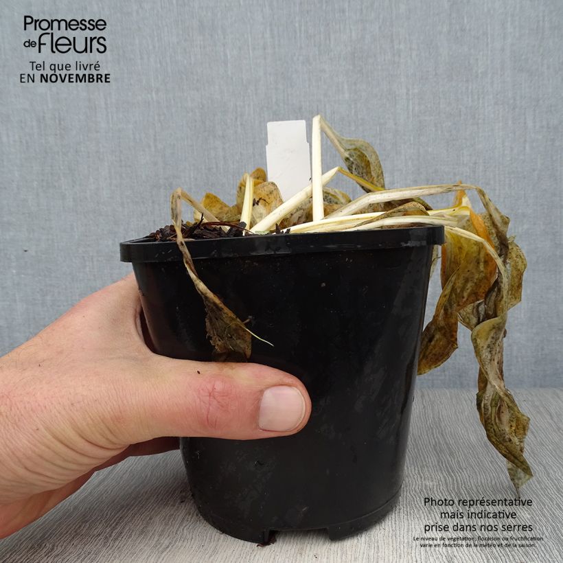 Example of Hosta Paul Revere - Garten-Funkie Topf mit 1,5L/2L as you get in automne