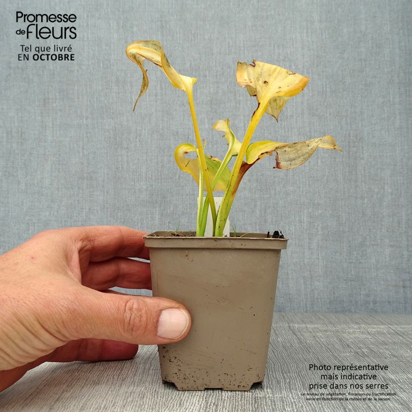Example of Hosta Paul s Glory - Garten-Funkie Kleine Töpfe von 8/9 cm as you get in automne