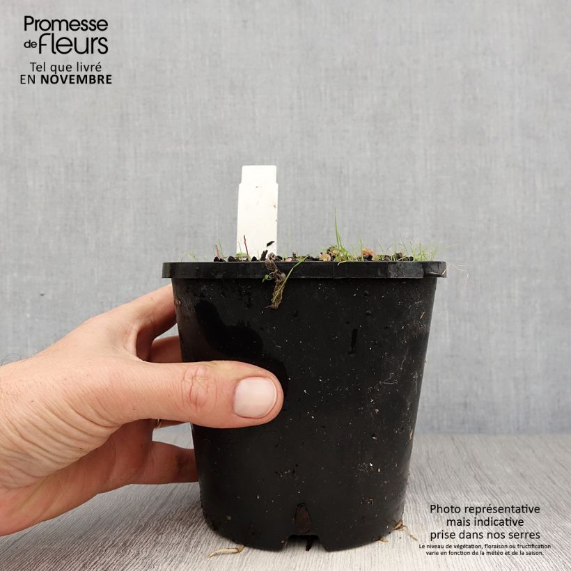 Example of Hosta Pin Up - Garten-Funkie Topf mit 1,5L/2L as you get in automne