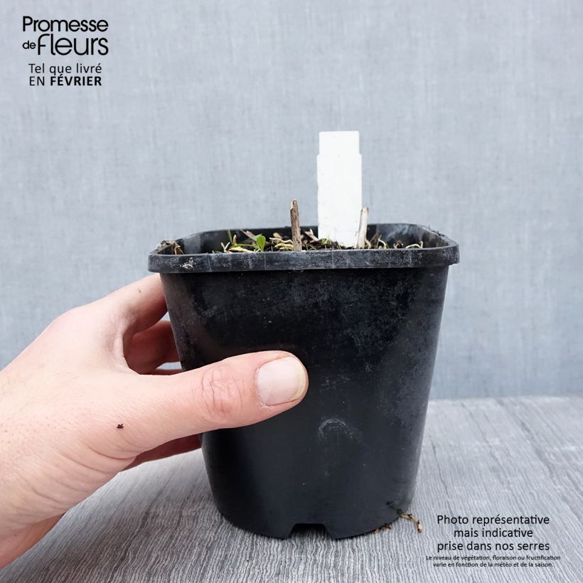 Exemplar von Hosta Pin Up - Garten-Funkie Topf mit 1,5L/2L wie im Winter geliefert