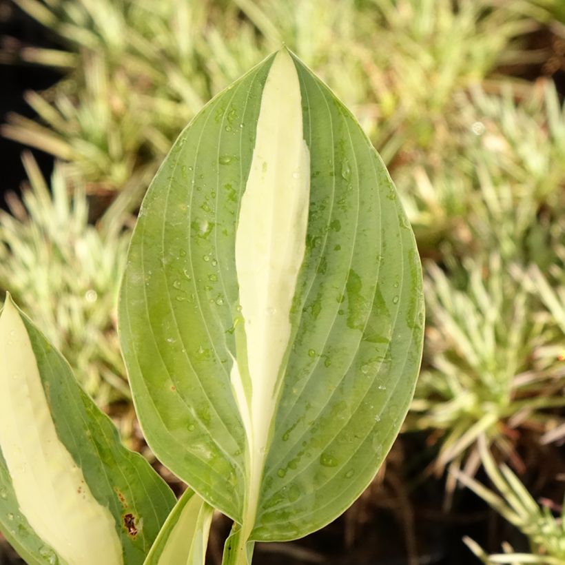 Hosta Pin Up - Garten-Funkie (Foliage)