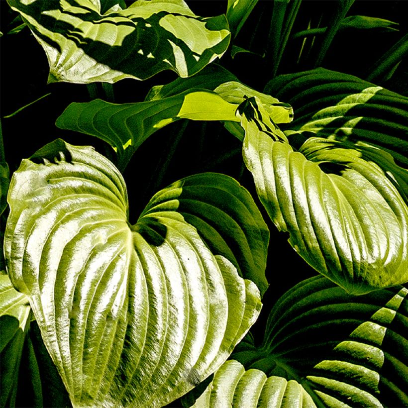Hosta plantaginea grandiflora - Garten-Funkie (Foliage)