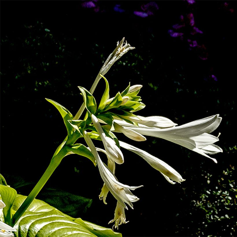 Hosta plantaginea grandiflora - Garten-Funkie (Flowering)