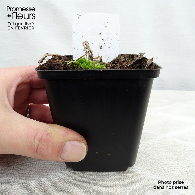 Example of Hosta plantaginea grandiflora - Garten-Funkie Kleine Töpfe von 8/9 cm as you get in hiver