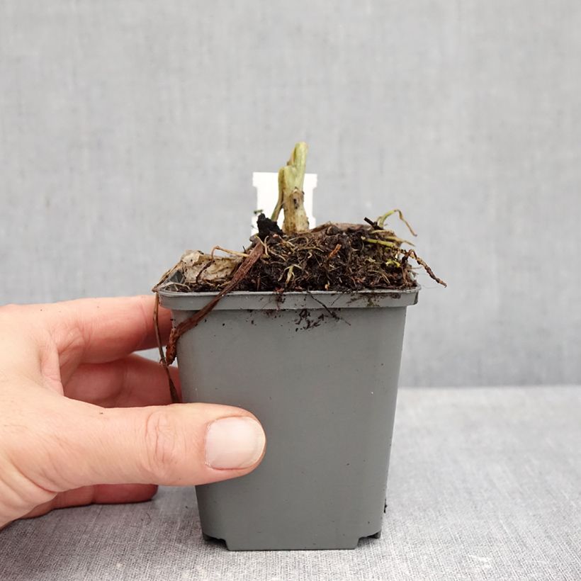Exemplar von Hosta plantaginea grandiflora - Garten-Funkie Kleine Töpfe von 8/9 cm wie im Herbst geliefert