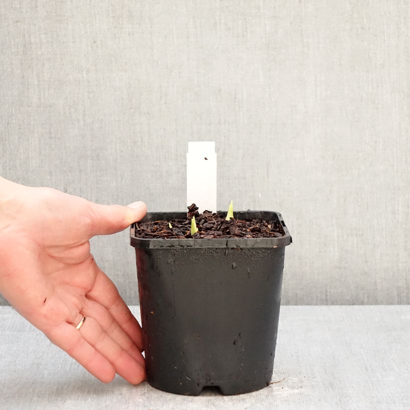 Exemplar von Hosta plantaginea grandiflora - Garten-Funkie Topf mit 1L/1,5L wie im Winter geliefert